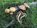 Hypholoma capnoides-amf980-1